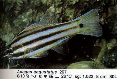 Apogon angustatus